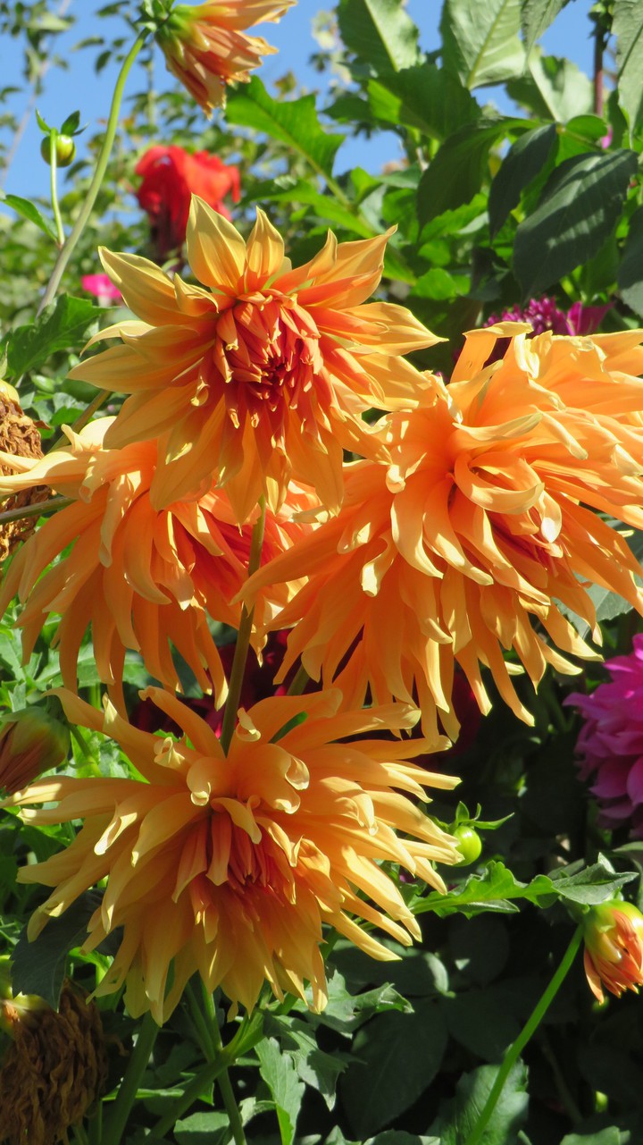 flowers