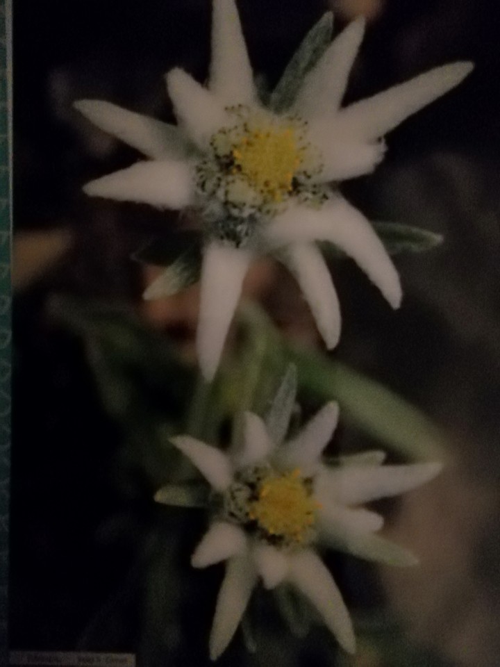 merveille du monde