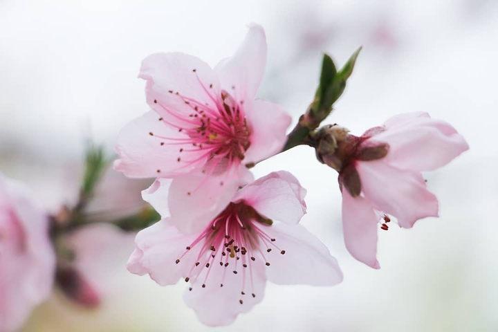 spring blossom