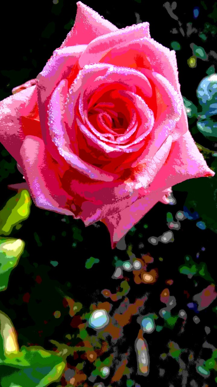 Pink Rose