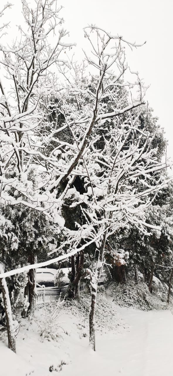 the winter beauty