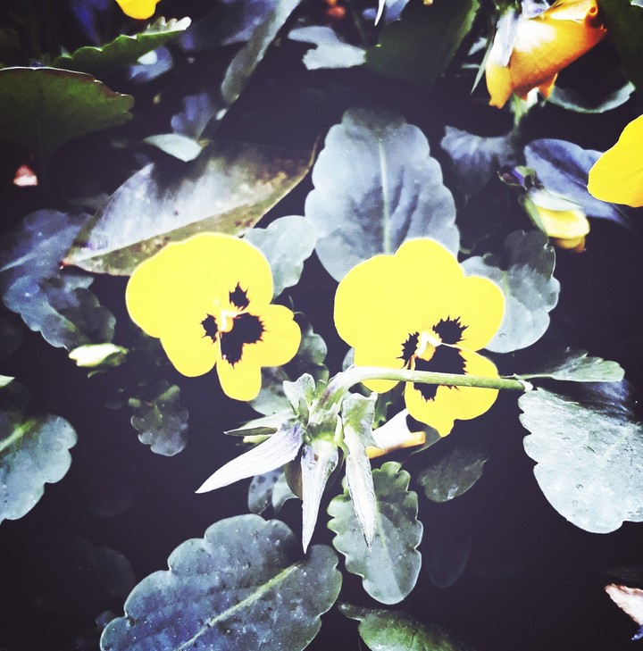 flowers
