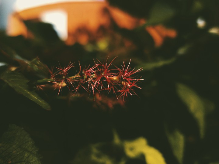 the flower