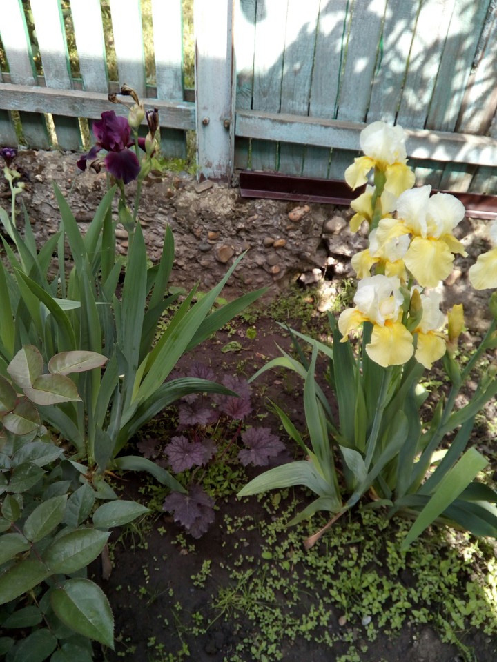 flowers
