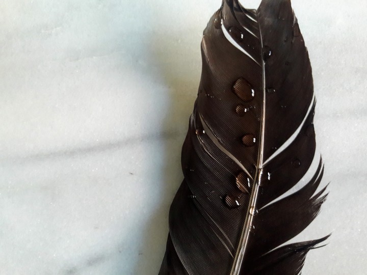 Drip. Feather.
