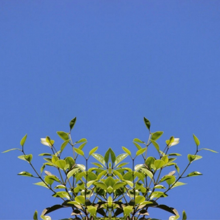 sky and leaf
