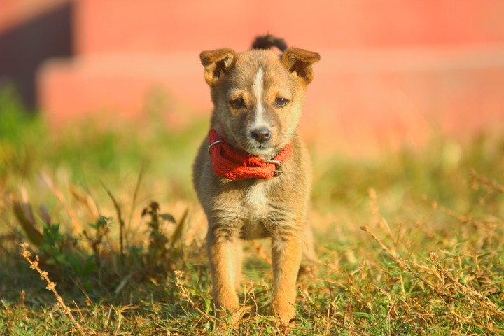dog