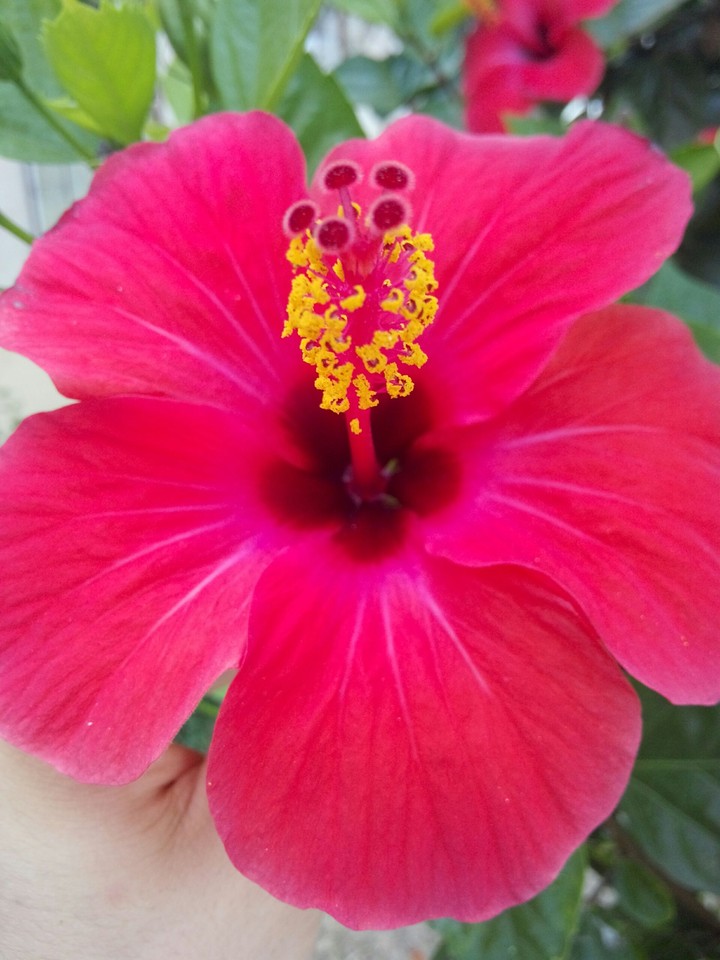 grace flower