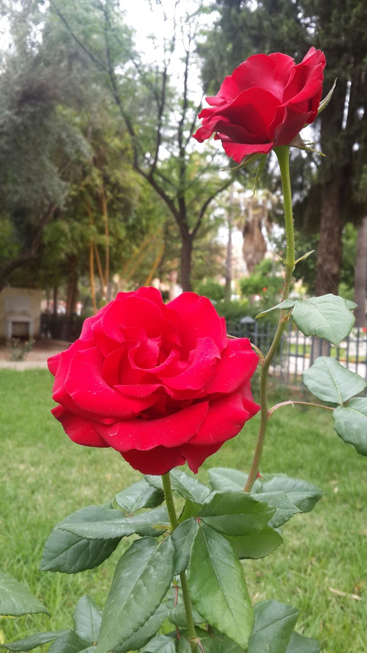 red flowers