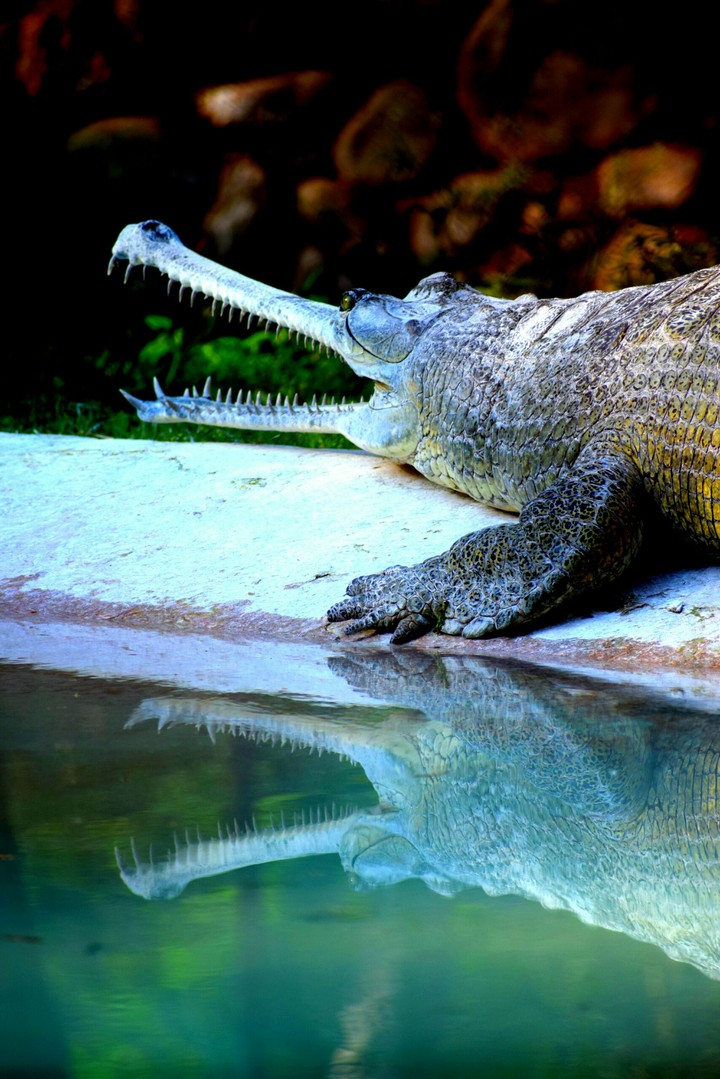 Alligator with mouth open.