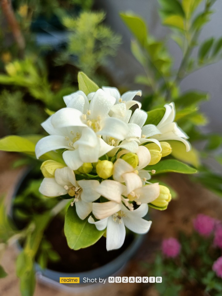 beautiful flower