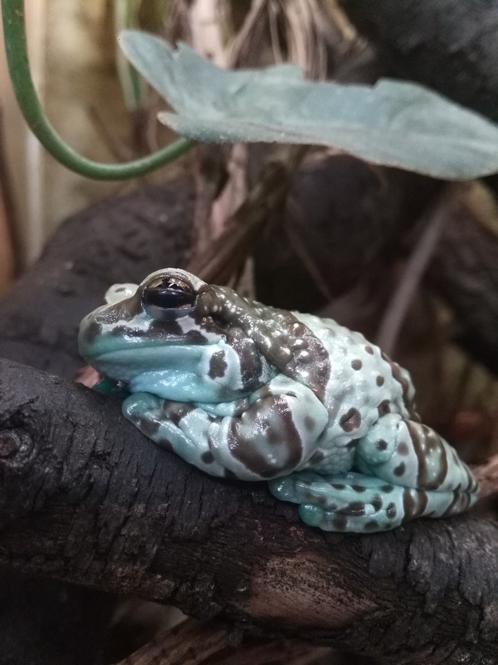 frog