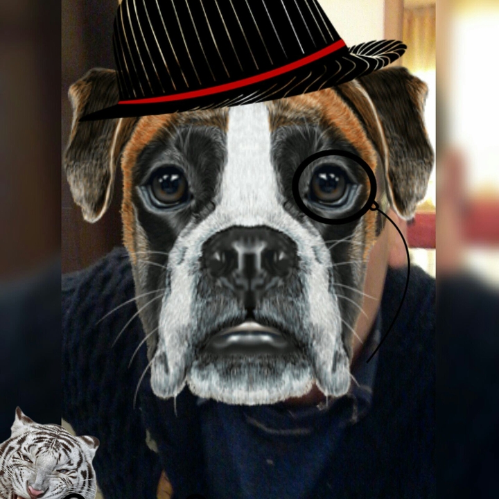 il cane