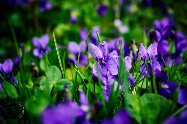 Purple