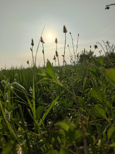meadow, Field वॉलपेपर