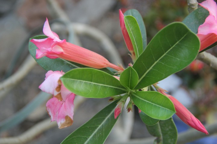 Hoa sứ đỏ