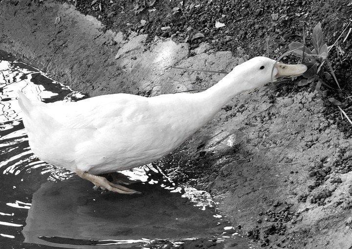 white duck