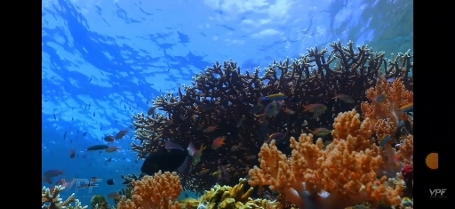 Under water world