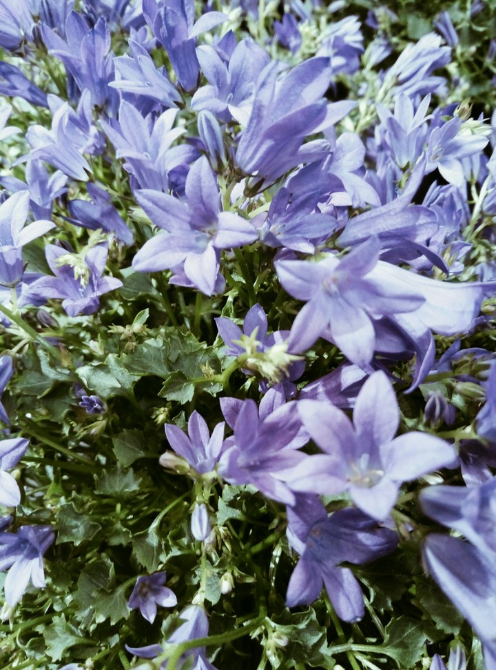 Flowers...