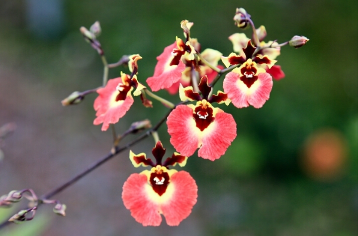 Orchid