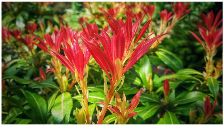 Some shiney flowers