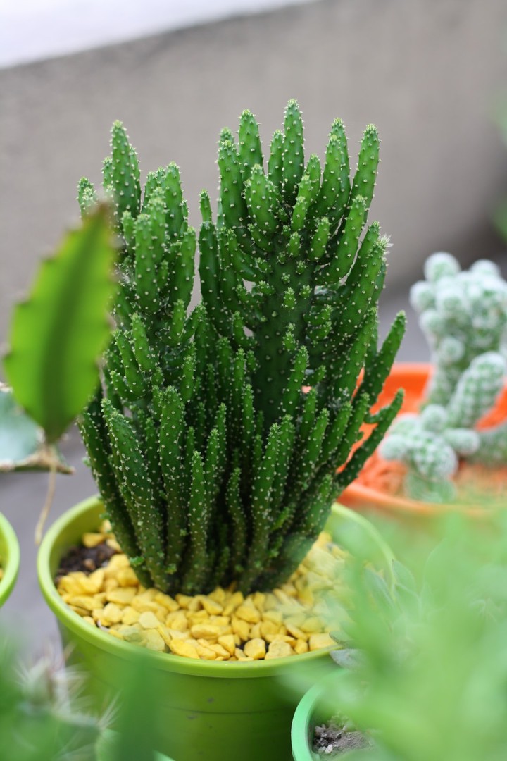 Plant
