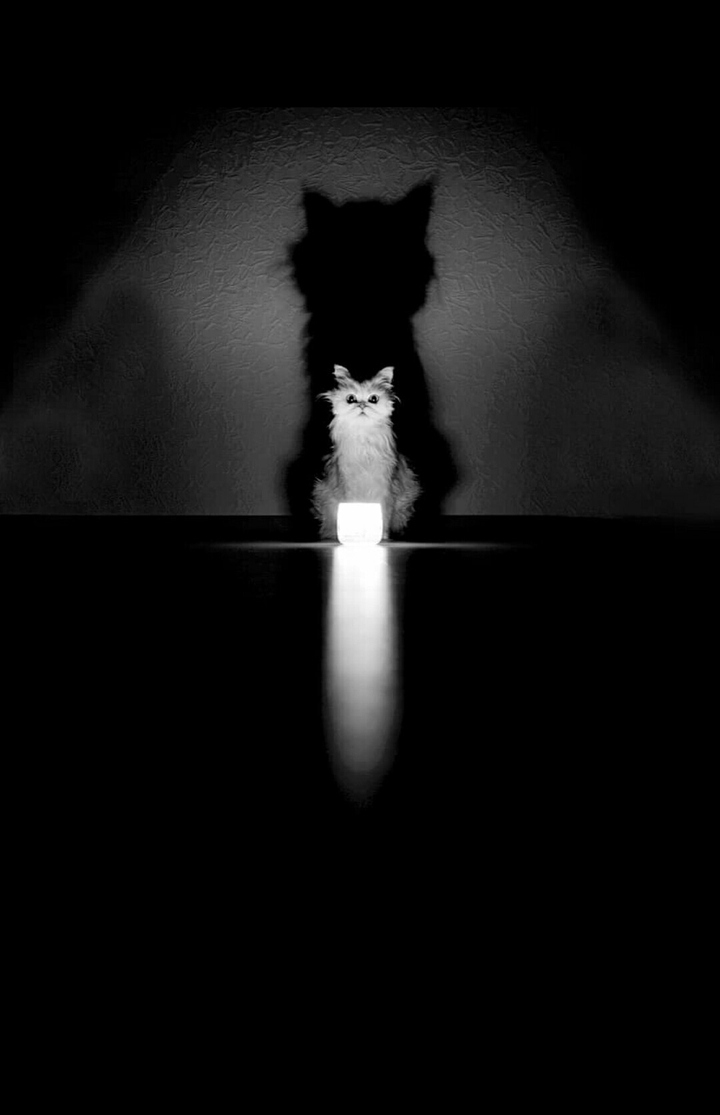 gato