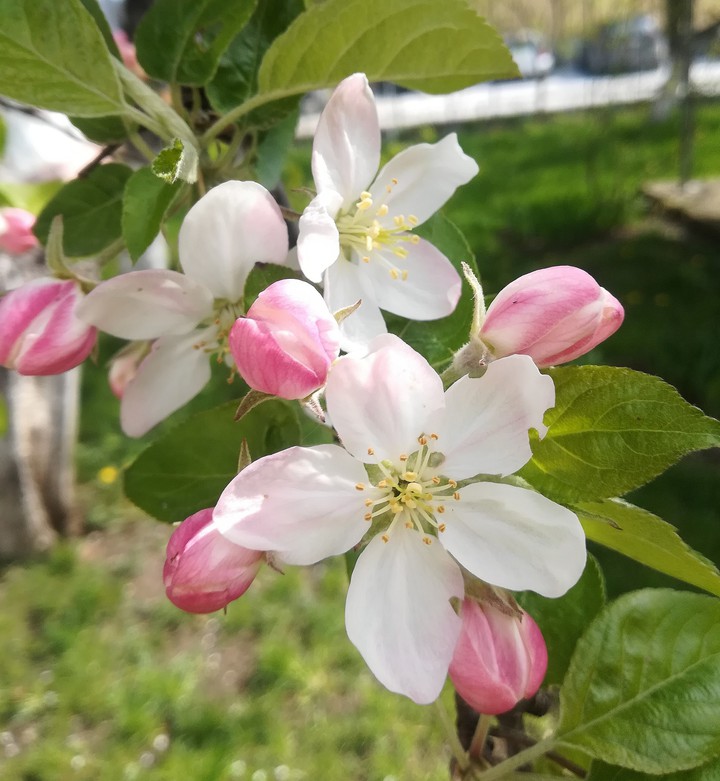 apple blossoms