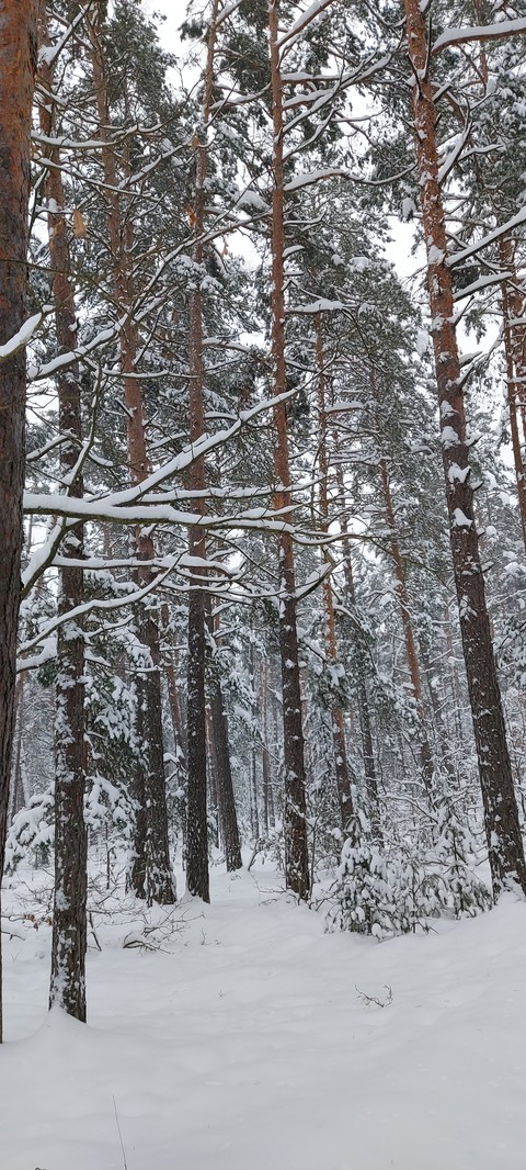 biome, trunk Hintergrundbilder