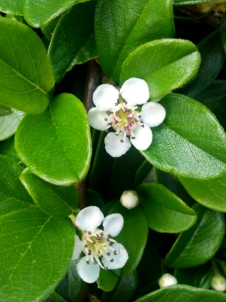 Natur