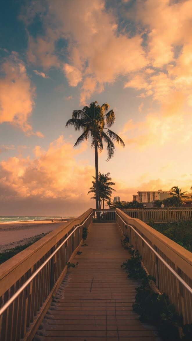 Palm tree