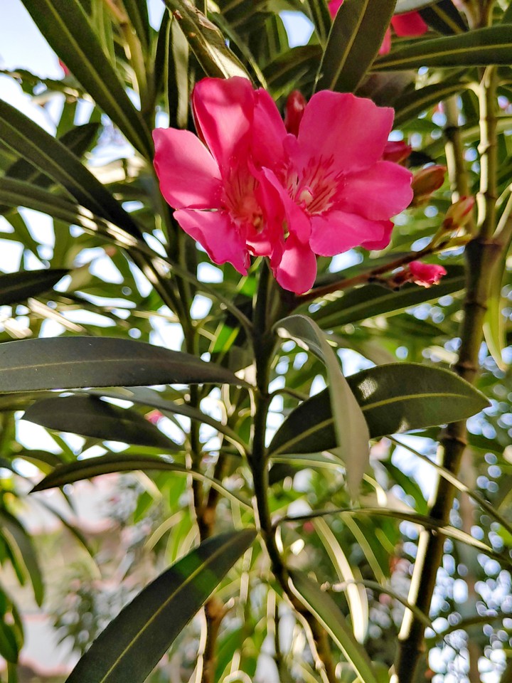My garden