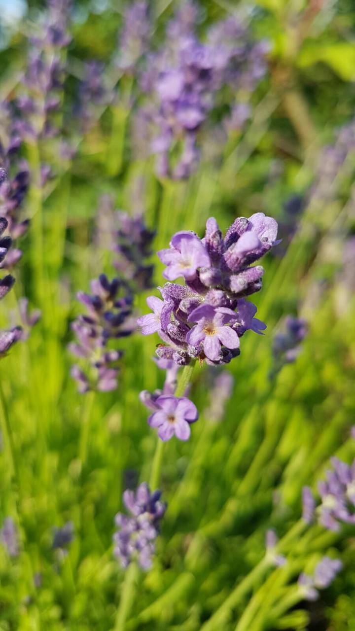 purple flower
