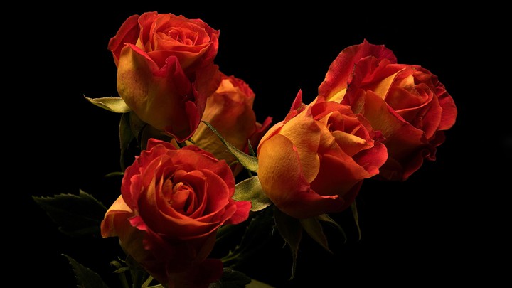 Roses