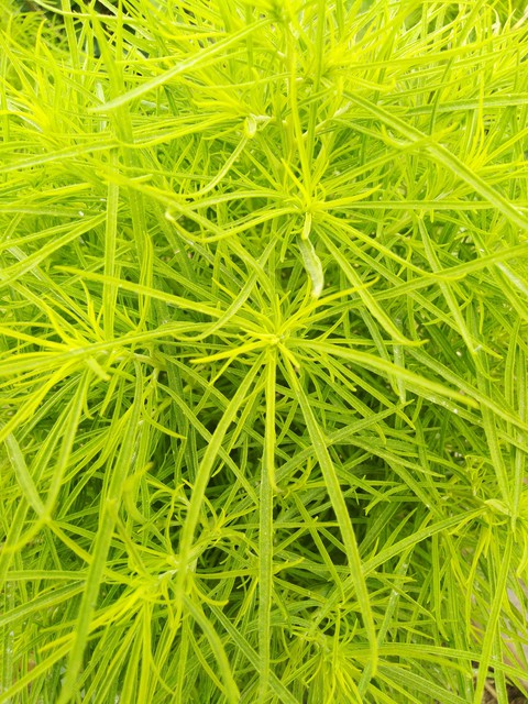 тапети flower, grass