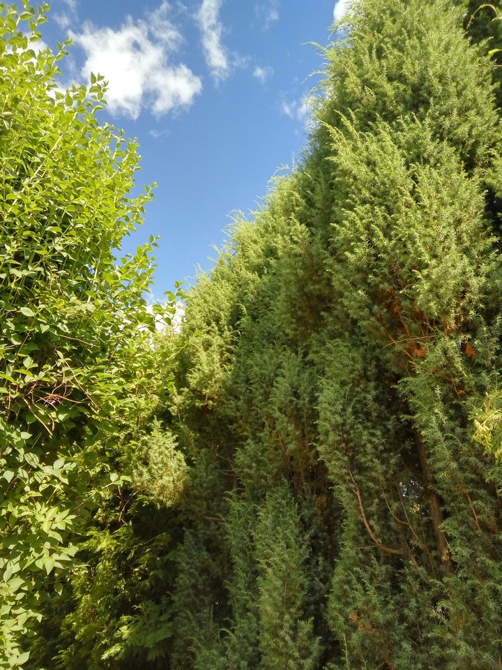Tree.