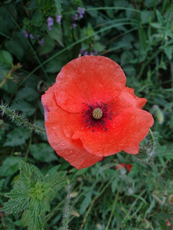 A poppy after the rain