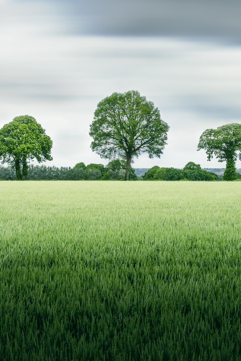 nature nice