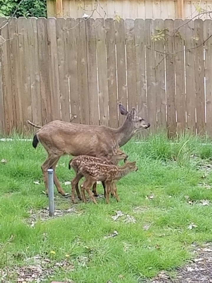 Mom and baby deer at work BI 2017