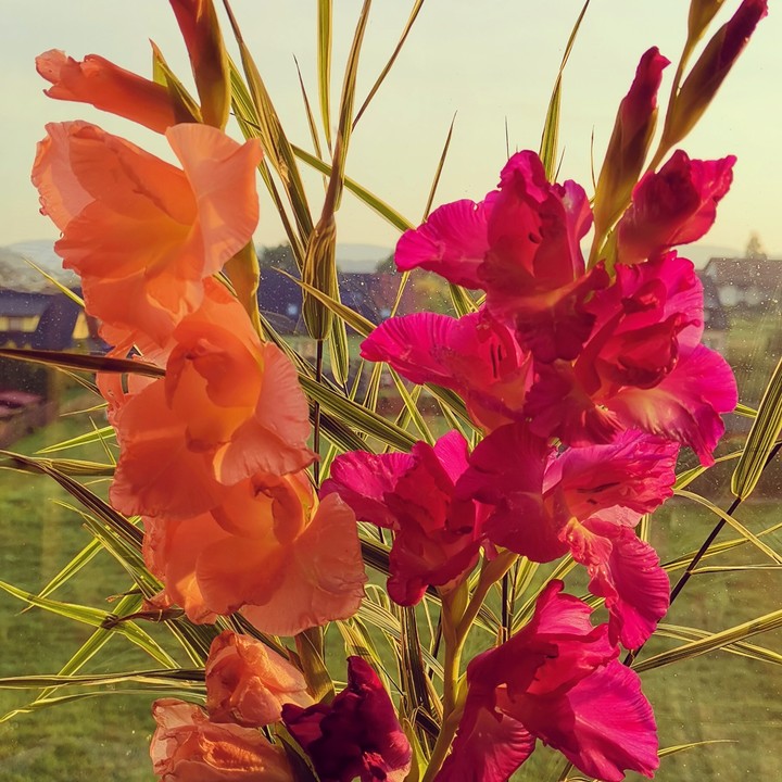 my gladiola
