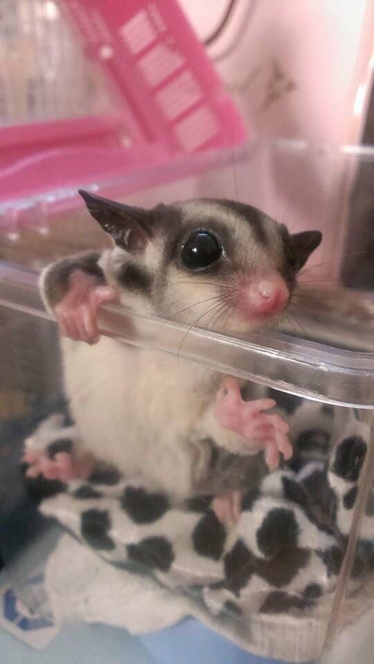 sugar glider 蜜袋鼯