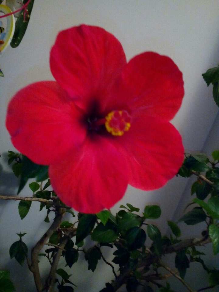 flower red