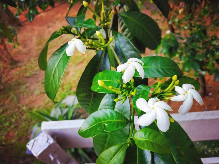 flower