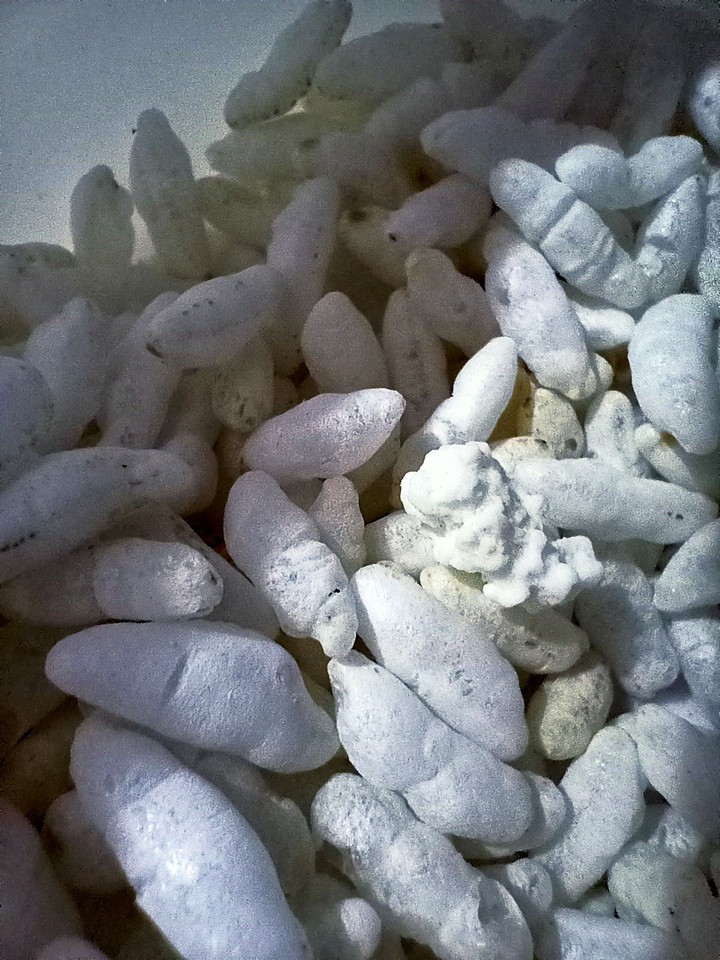 Rice