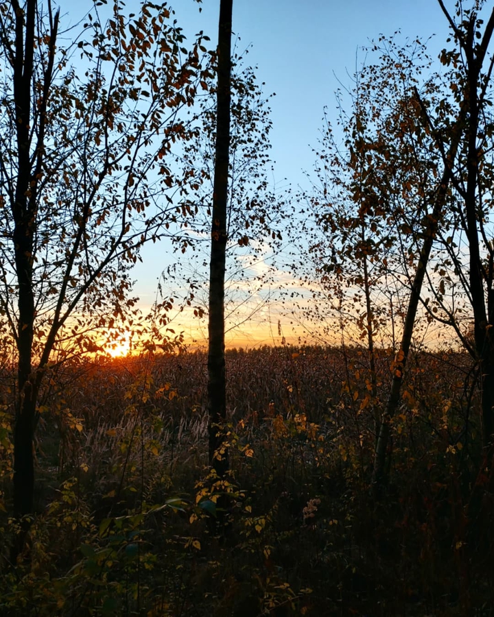 somewhere among the trees