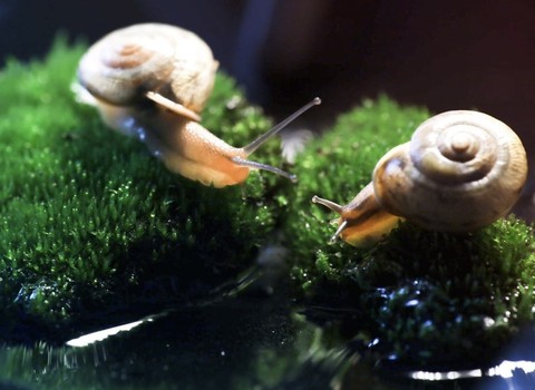шпалери Snail, gastropods