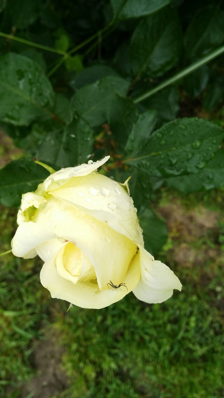 my garden