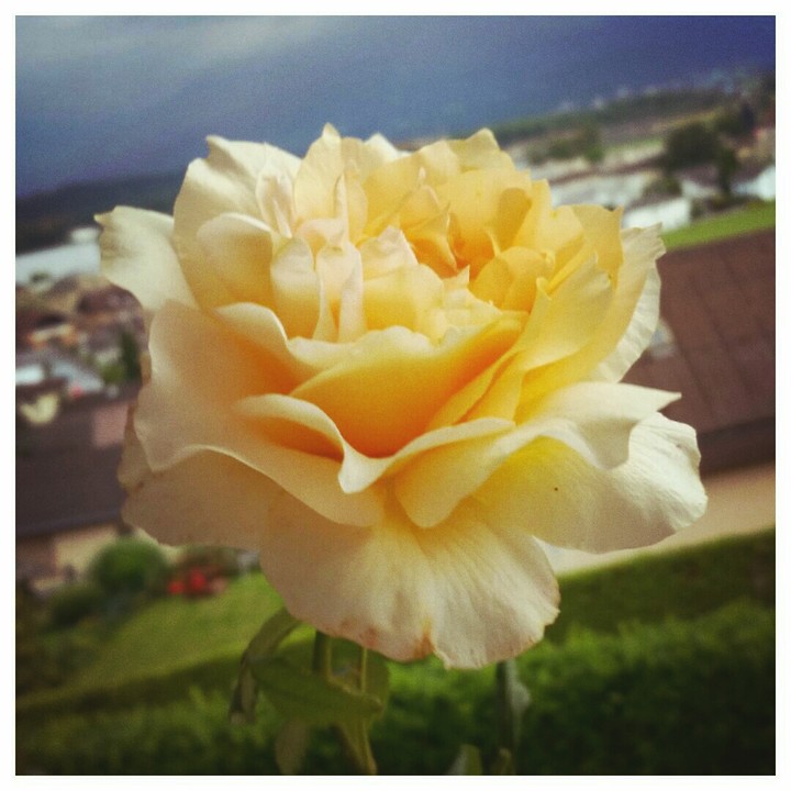 rose