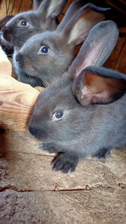 My love ? Rabbits