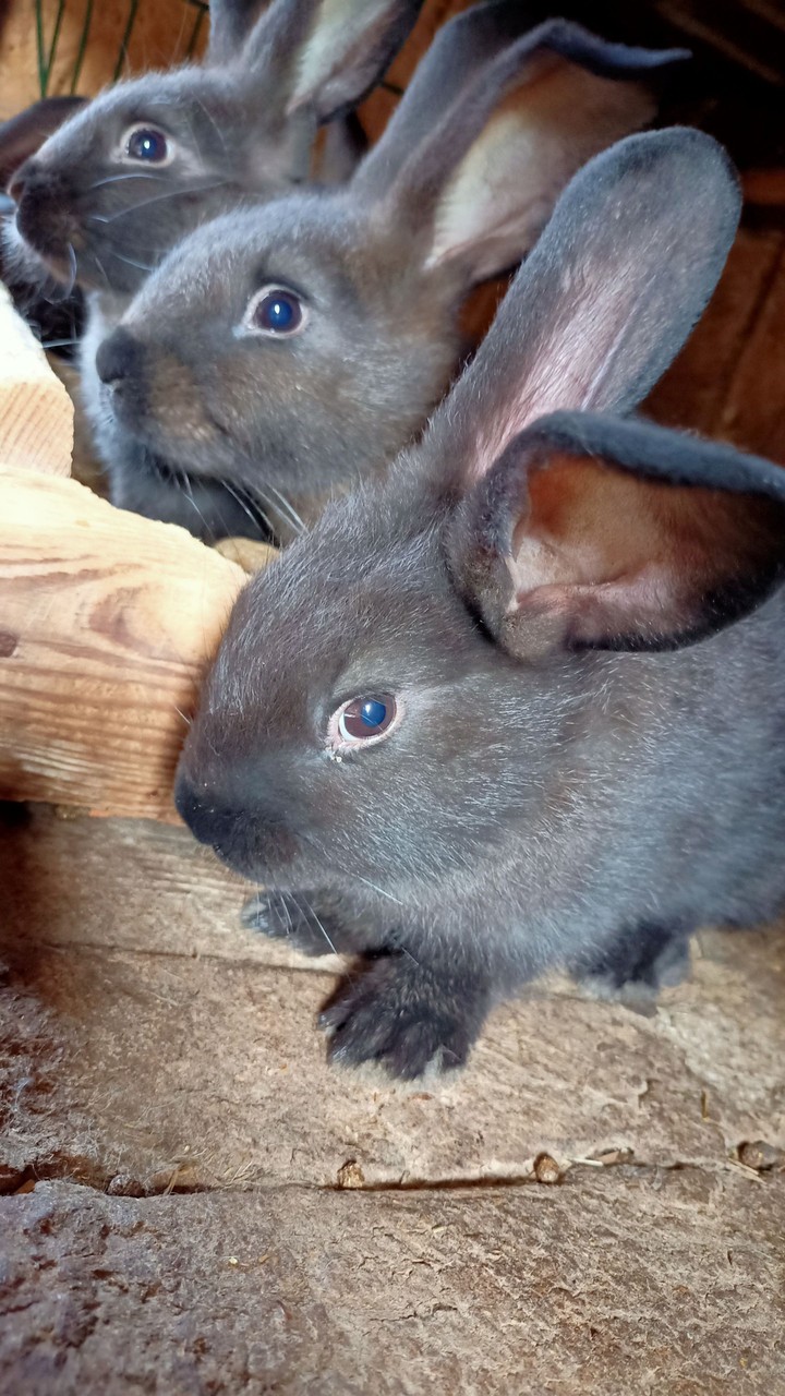 My love ? Rabbits